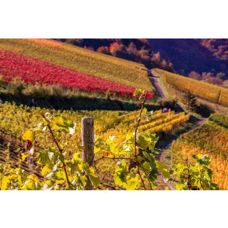 Betreutes Trinken - Herbstzeitlose 3.0